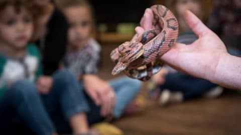 Snakes at the Port Royal Maritime Center in Beaufort, SC