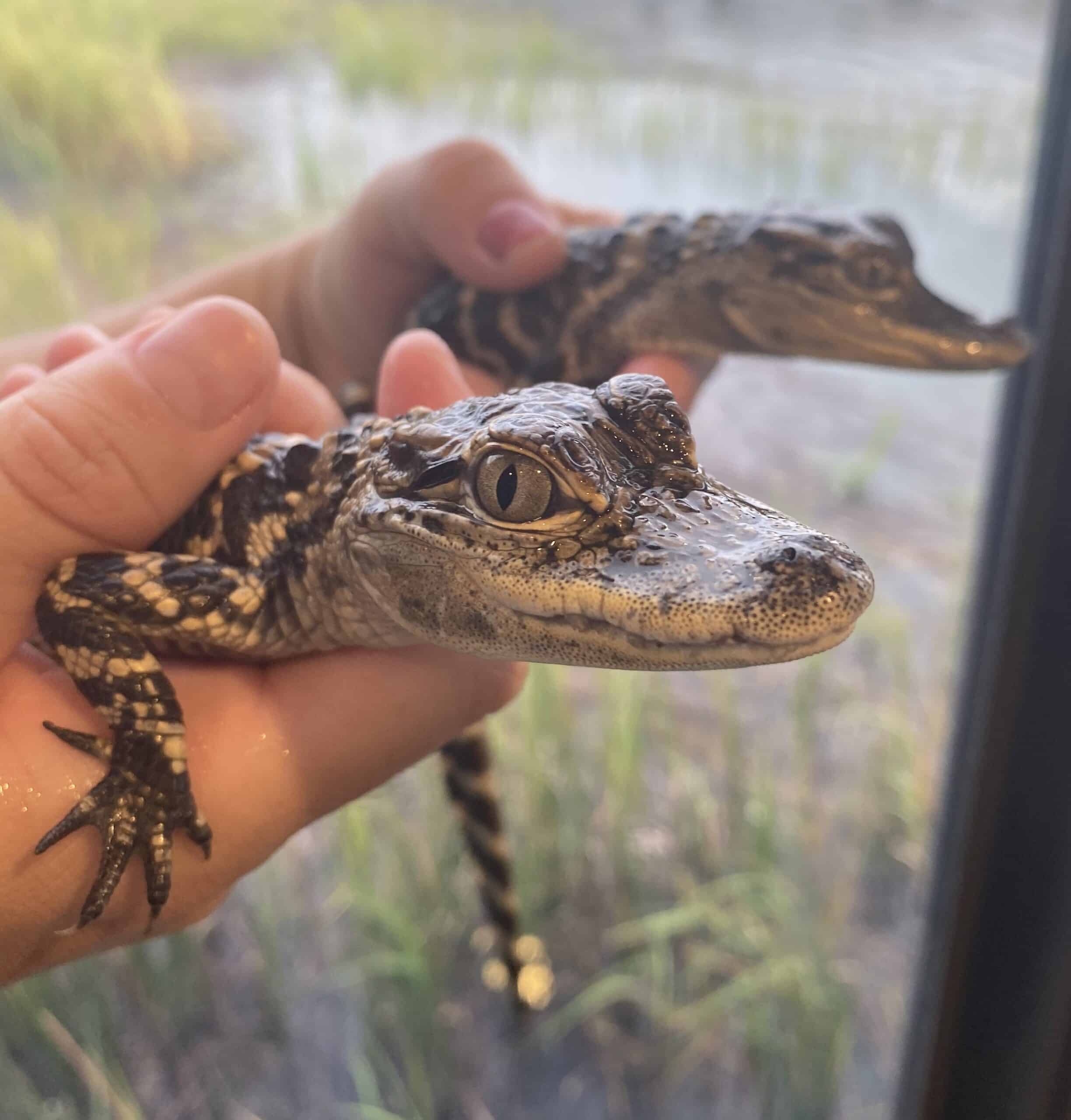 alligators MC scaled