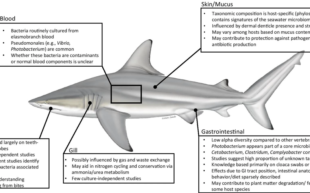 Elasmobranch microbiomes: emerging patterns and implications for host health and ecology
