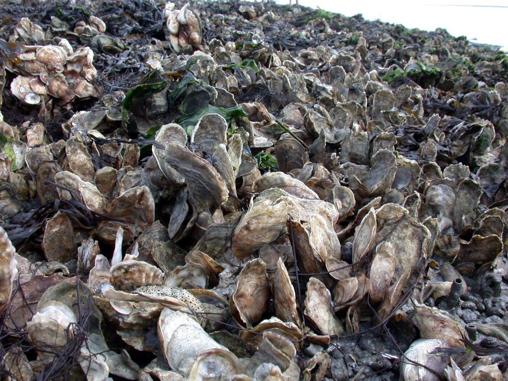 Eastern Oyster - Port Royal Sound Foundation