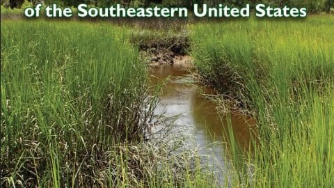 cover guide to salt marsh
