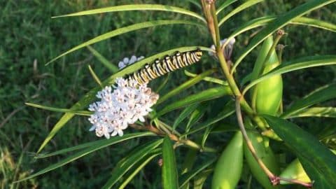 image by Ray Moranz; Xerces Society