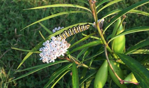 Year-Round Monarchs in Coastal South Carolina