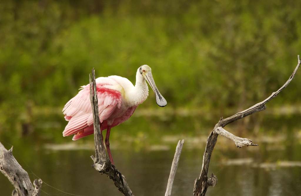 Roseate Spoonbill - Port Royal Sound Foundation