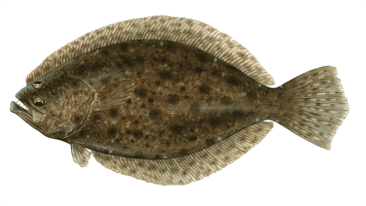 Flounder