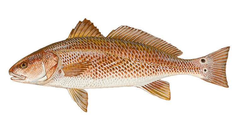 redfish