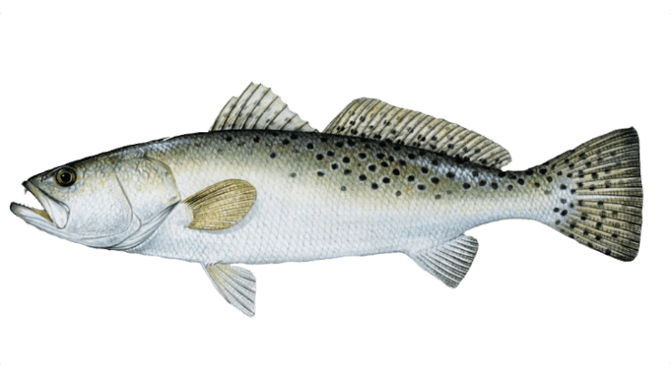 seatrout