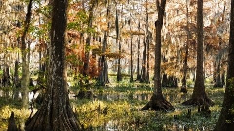 Bottomland Hardwood Sharon Lindsay