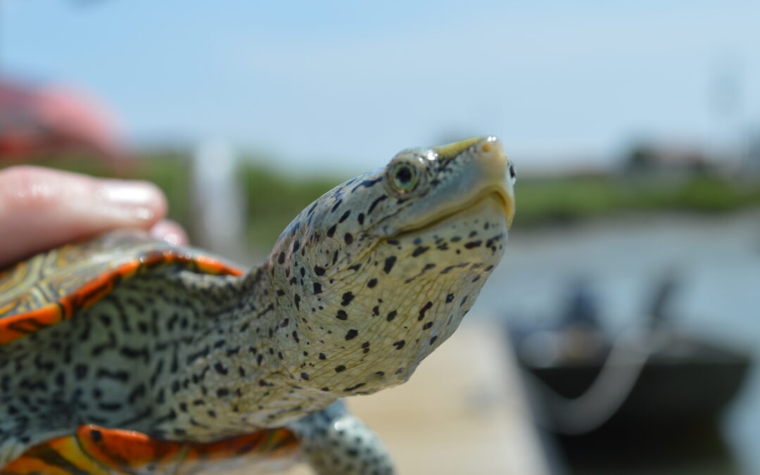 Terrapin Sampling on St. Helena’s Island