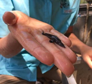 Photo by FWC Fish and Wildlife Research Institute CC BY-NC-ND 2.0