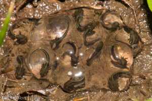 Photo by Pierson Hill (FWC) CC BY-NC-ND 2.0