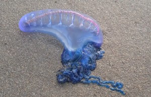 px karabela portugesa zumaiako itzurun hondartzan