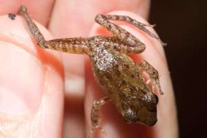 Greenhouse Frog