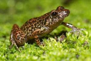 Greenhouse Frog
