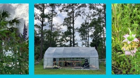 Greenhouse publicity v