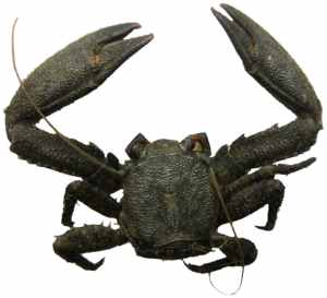 Petrolisthes armatus Joao Canning Clode