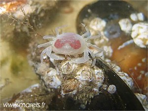crabe petit pois pinnotheres pisum dans les aquariums de mareis