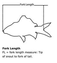 fork length