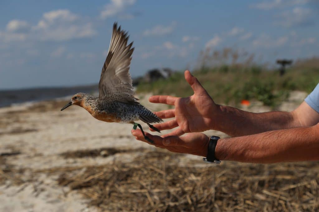 Red Knot Yves Aubry scaled