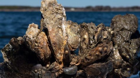 EasternOysterFieldGuide