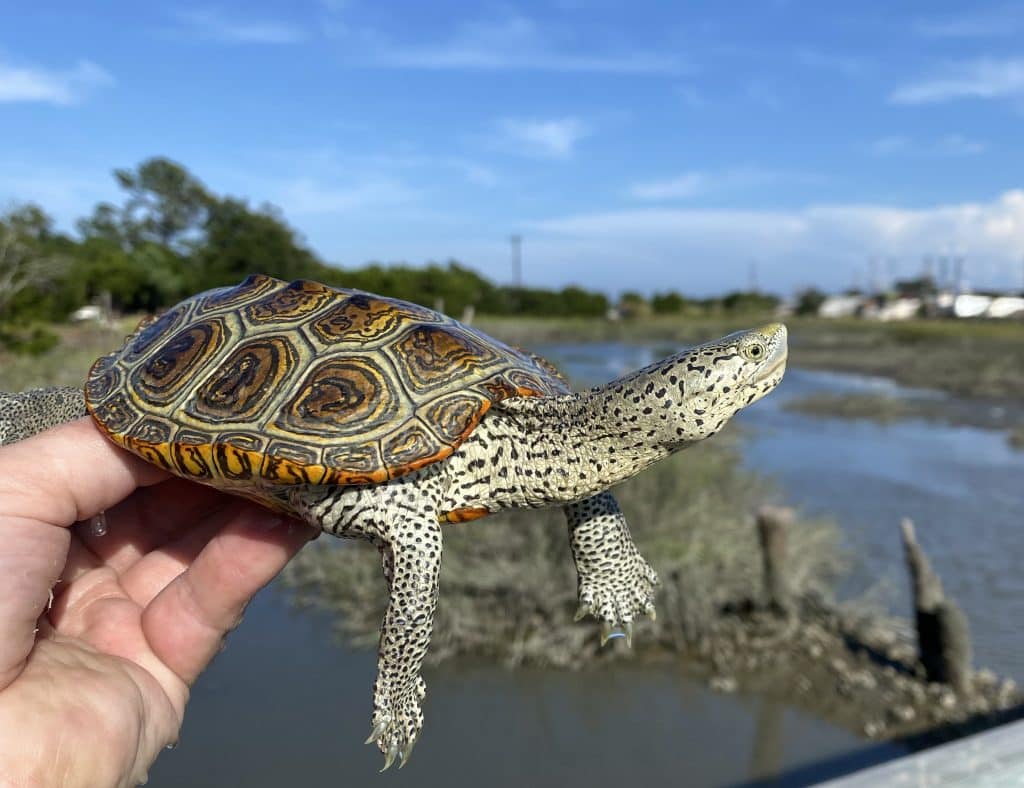 terrapin