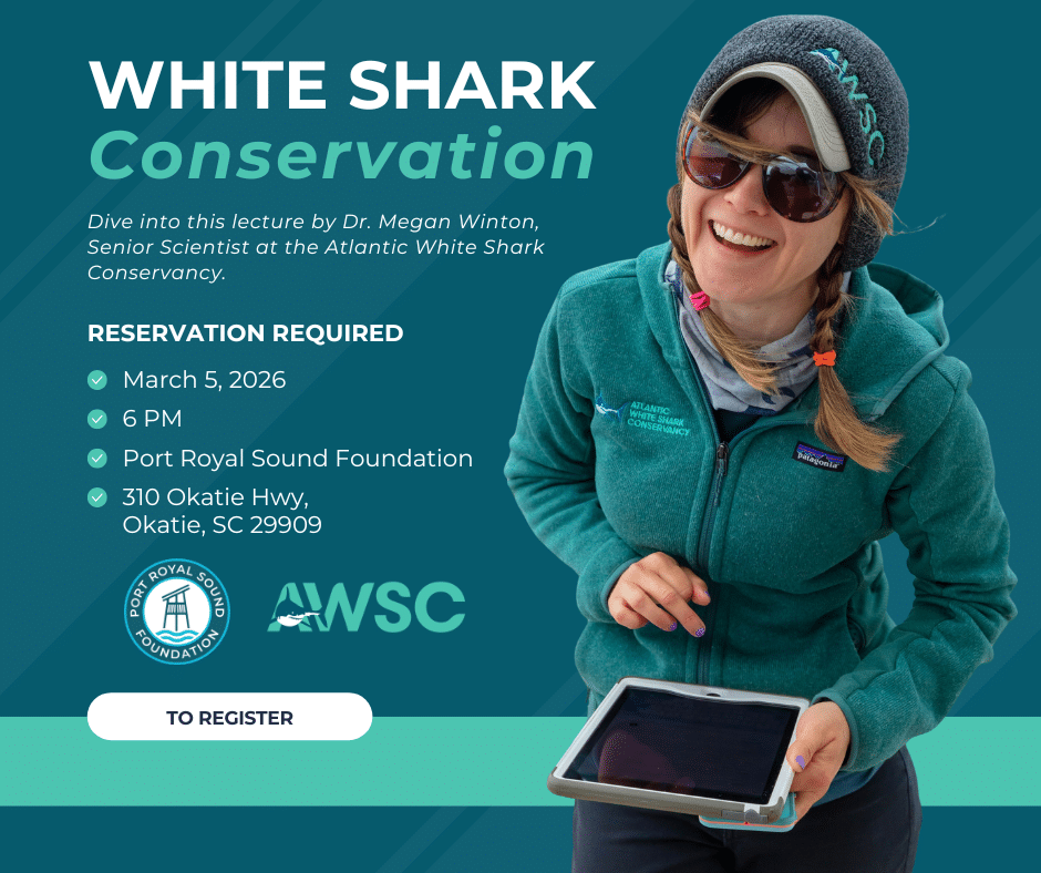 White Shark graphic White Shark graphic