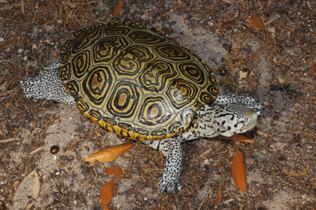 terrapin