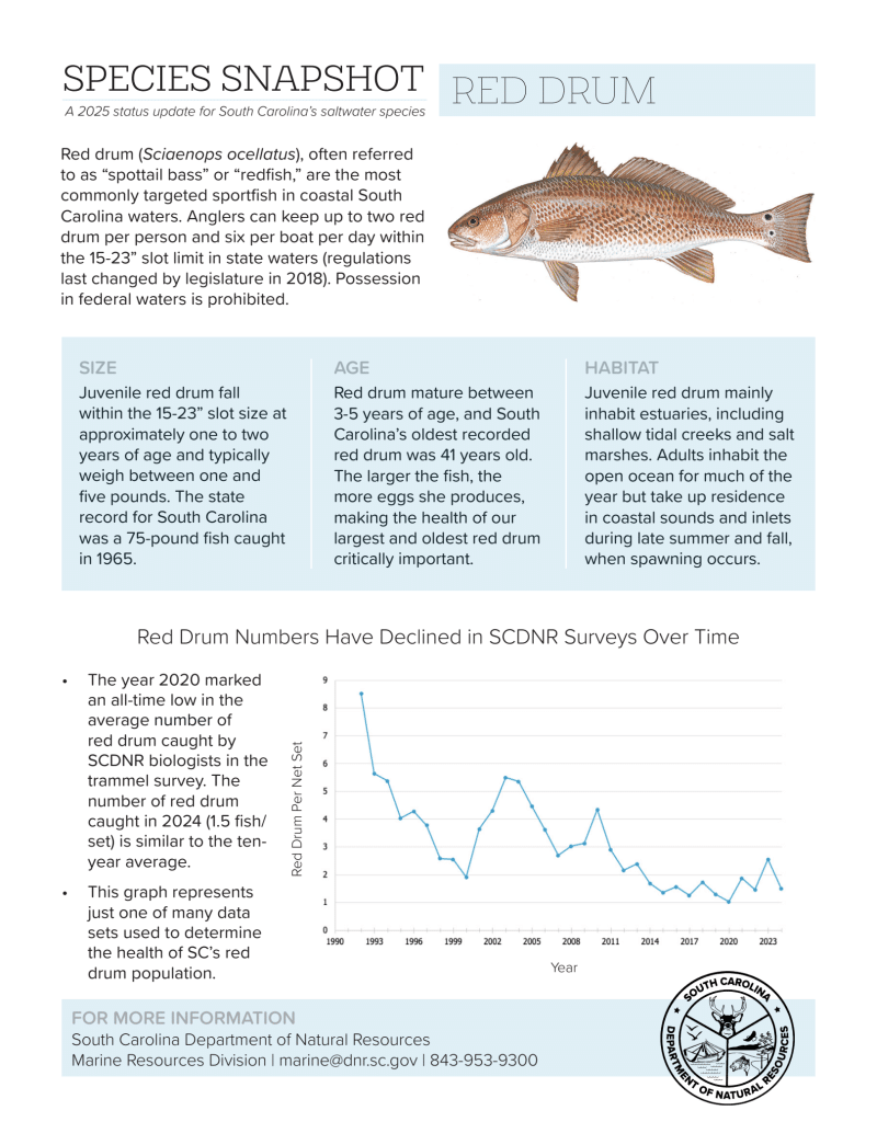 Red Drum Species Snapshot from SCDNR 2025