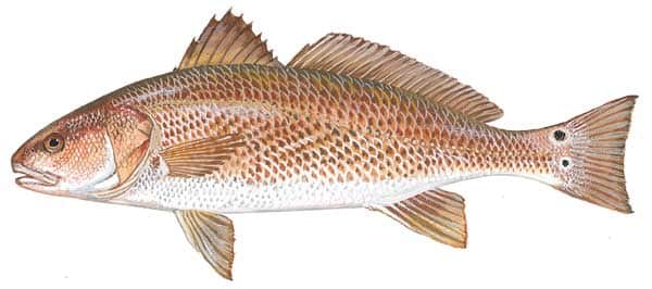 reddrum