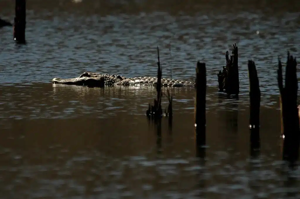 gator Michael McCarthy