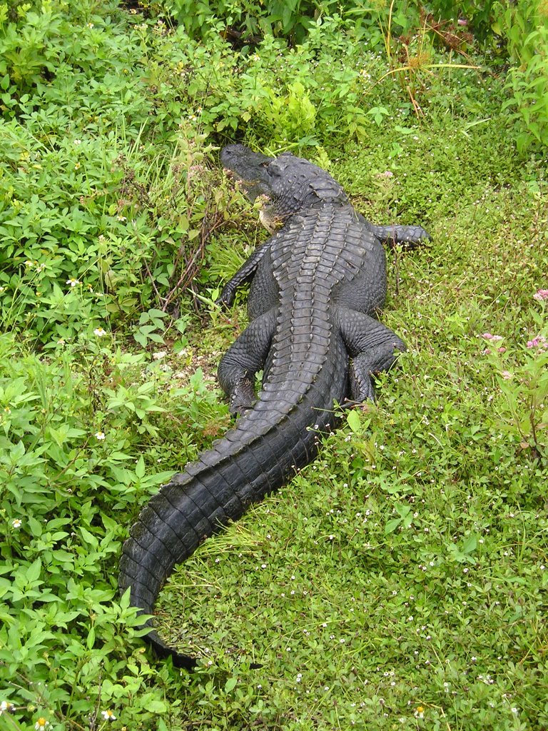 gator vegetation
